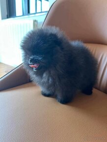 Pomeranian extra mini - 4