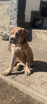 Cane Corso s PP - 4