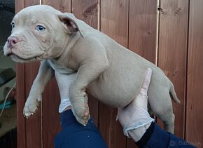 J&K bullys "ponúkame na predaj American bully pocket - 4