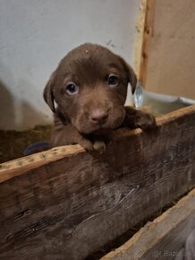 Labrador hnedý - 4