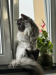 Maine coon Mainská mývalia kocúrik na krytie - 4