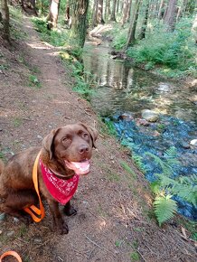 Labrador hnedý 1.2roka - 4