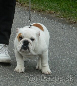 Anglický bulldog - 4