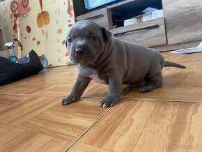 American bully xl - 4