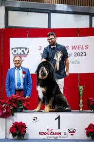 Tibetská doga (Tibetan Mastiff) - 4