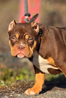 American Bully standard - 4