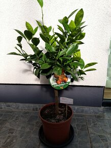 Calamondin mandarínkovník - 4