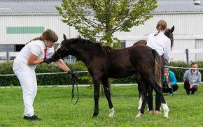 Klisna welsh pony B - 4