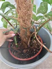 Monstera albo - rastlina 85-90cm - 4