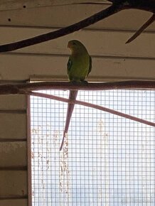 Papagáj nádherný - 4