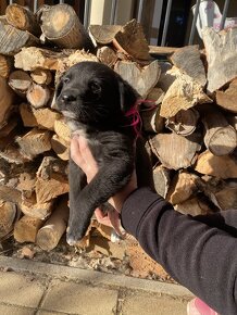 Šteniatka mix špic a labrador - 4