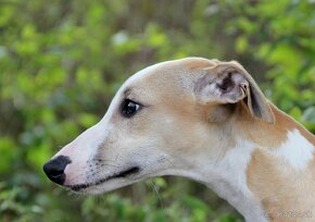 Vipet / Whippet - 4