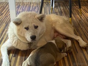 Šteniatka Akita Inu - 4