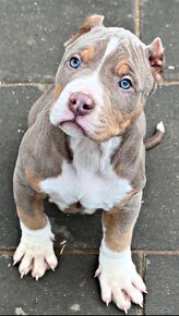 American bully xl, pitbull xxl - 4