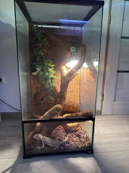 Terarium+agama - 4