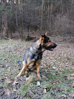 Darujeme fenku (nemecký ovčiak - labrador) - 4