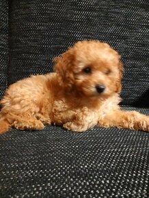 Cavapoo pudel. - 4