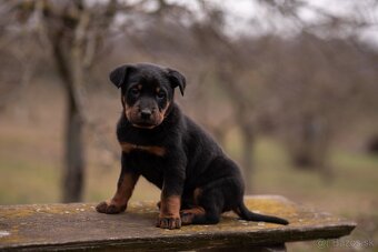 Beauceron s PP - 4