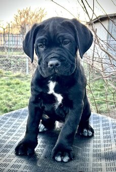 Cane corso PP  šteniatka odber aktuálny - 4