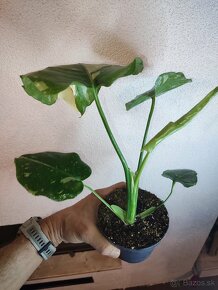 Monstera Thai Constellation - Thajka - 4