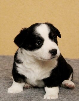 Prodám štěňata Welsh Corgi Cardigan s PP - 4