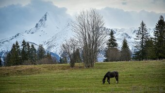 Prirodzené ustajnenie koní – veľké výbehy, starostlivosť - 4