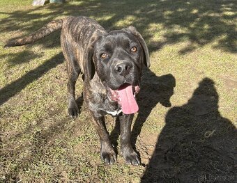 Predám Cane Corso - 4