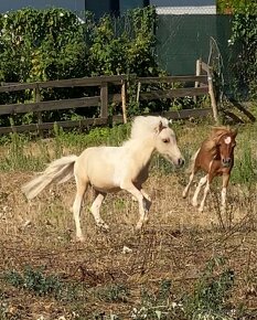 Minihorse na predaj - Showmer William - 4