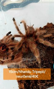 Sklípkani, Tarantule, Pavúky - 4