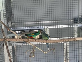 papagaj mnohofarebný - 4