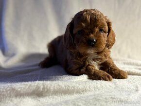 Cavapoo - 4