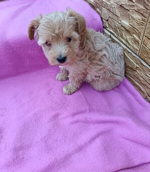 Maltipo,maltipoo mini - 4