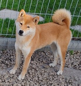 Shiba inu fenka s PP - 4