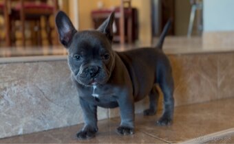 American Bully Micro - 4