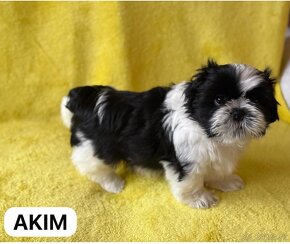 Shih -tzu - 4