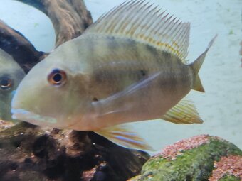 Geophagus Altifrons - 4