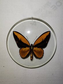 Motýľ ornithoptera croesus - 4