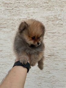 Špic Pomeranian - 4