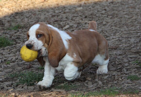 Basset Hound - šteniatka s PP zo zahraničného krytia - 4