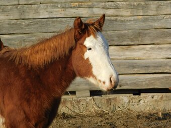 Quarter horse zrebec, double register - 4