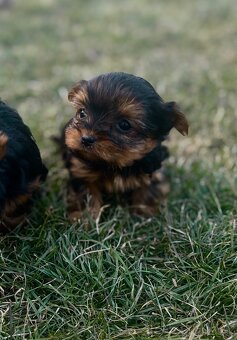 Yorkshire terrier - 4