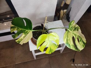 Monstera marmorata AUREA tricolor - odrezky aj zakorenene - 4