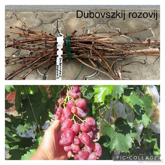 Odrezky stolového viniča - ukrajinské odrody - 1,5€ - 4