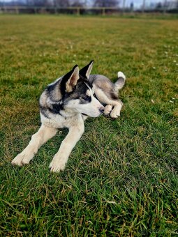 Sibírsky Husky - 4