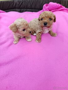 Maltipoo mini, maltipo - 4