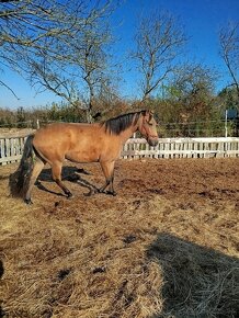 Lusitano kobyla - 4