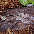 Isopody - porcellio laevis "dairy cow" - 4