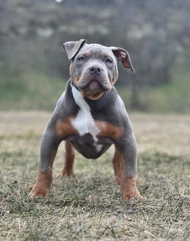 Fena American Bully XL - 4