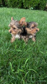 Yorkshire terrier - 4