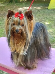 Yorkshire terrier s PP ponuka na krytie - 4